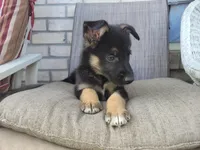 Chief, a male Collie and German Shepherd Dog for sale in Indianapolis, IN – Photo 6 of 8