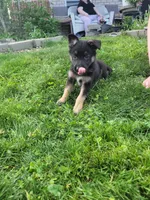 Chief, a male Collie and German Shepherd Dog for sale in Indianapolis, IN – Photo 4 of 8