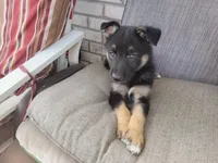 Chief, a male Collie and German Shepherd Dog for sale in Indianapolis, IN – Photo 7 of 8