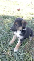 Rex, a male Collie and German Shepherd Dog for sale in Indianapolis, IN – 8 of 9