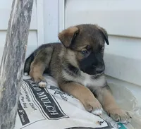 Brownie, a male Collie and German Shepherd Dog for sale in Indianapolis, IN – 8 of 9