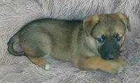 Buttercup, a female Collie and German Shepherd Dog for sale in Indianapolis, IN – 6 of 9