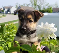 Beauty , a female Collie and German Shepherd Dog for sale in Indianapolis, IN – 6 of 7