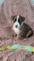 Rita, a female Collie and German Shepherd Dog for sale in Indianapolis, IN – 7 of 8