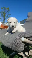 Thumper, a male Collie and German Shepherd Dog for sale in Indianapolis, IN – 8 of 9