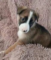 Rita, a female Collie and German Shepherd Dog for sale in Indianapolis, IN – 6 of 8