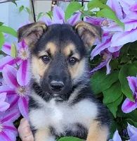 Beauty , a female Collie and German Shepherd Dog for sale in Indianapolis, IN – 5 of 7