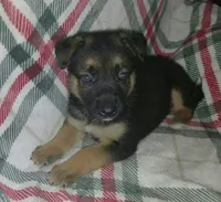 Margo, a female Collie and German Shepherd Dog for sale in Indianapolis, IN – 4 of 8