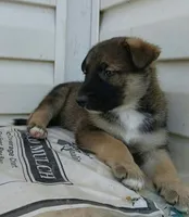 Brownie, a male Collie and German Shepherd Dog for sale in Indianapolis, IN – 6 of 9