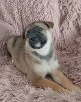 Buttercup, a female Collie and German Shepherd Dog for sale in Indianapolis, IN – 4 of 9