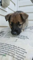 Almond Joy, a female Collie and German Shepherd Dog for sale in Indianapolis, IN – 7 of 7