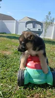 Max, a male Collie and German Shepherd Dog for sale in Indianapolis, IN – 6 of 7