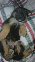 Margo, a female Collie and German Shepherd Dog for sale in Indianapolis, IN – 6 of 8