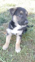 Rex, a male Collie and German Shepherd Dog for sale in Indianapolis, IN – 2 of 9