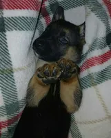 Margo, a female Collie and German Shepherd Dog for sale in Indianapolis, IN – 7 of 8