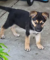 Beauty , a female Collie and German Shepherd Dog for sale in Indianapolis, IN – 2 of 7