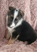 Diamond, a male Collie and German Shepherd Dog for sale in Indianapolis, IN – 7 of 9