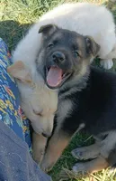Max, a male Collie and German Shepherd Dog for sale in Indianapolis, IN – 5 of 7