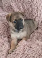 Buttercup, a female Collie and German Shepherd Dog for sale in Indianapolis, IN – 3 of 9