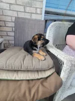 Wolf, a male Collie and German Shepherd Dog for sale in Indianapolis, IN – Photo 4 of 7