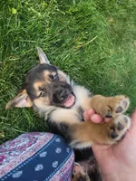 Wolf, a male Collie and German Shepherd Dog for sale in Indianapolis, IN – Photo 3 of 7