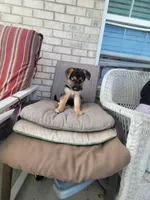 Wolf, a male Collie and German Shepherd Dog for sale in Indianapolis, IN – Photo 6 of 7