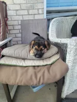 Wolf, a male Collie and German Shepherd Dog for sale in Indianapolis, IN – Photo 5 of 7