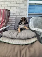 Wolf, a male Collie and German Shepherd Dog for sale in Indianapolis, IN – Photo 7 of 7