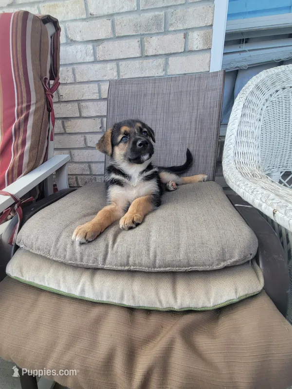 Wolf – Collie, German Shepherd Dog puppy for sale in Indianapolis, IN