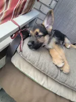 Wolf, a male Collie and German Shepherd Dog for sale in Indianapolis, IN – Photo 2 of 7