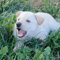 Snowball, a male Collie and German Shepherd Dog for sale in Indianapolis, IN – 5 of 6
