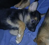 Melody, a female Collie and German Shepherd Dog for sale in Indianapolis, IN – 5 of 7