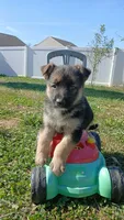 Max, a male Collie and German Shepherd Dog for sale in Indianapolis, IN – 7 of 7