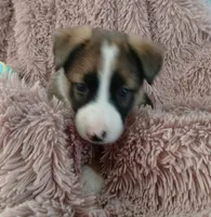 Rita, a female Collie and German Shepherd Dog for sale in Indianapolis, IN – 5 of 8