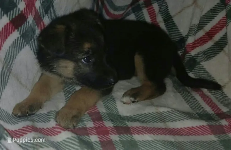 Margo – Collie, German Shepherd Dog puppy for sale in Indianapolis, IN