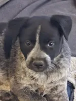 Dyna, a female Australian Cattle Dog for sale in Post Falls, ID – 2 of 3