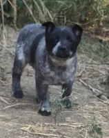 Zips, a female Australian Cattle Dog for sale in Post Falls, ID – 3 of 4