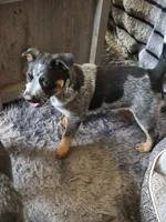 Cookie, a female Australian Cattle Dog for sale in Post Falls, ID – 2 of 2
