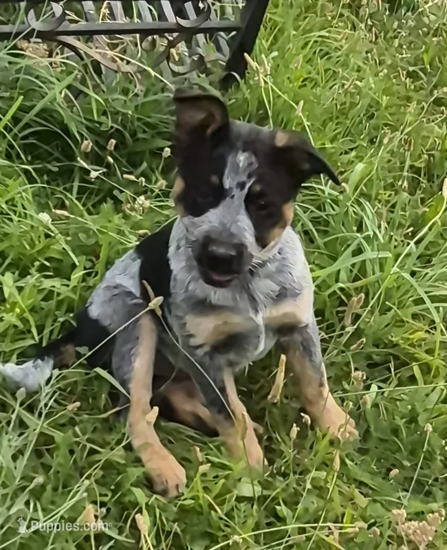 Cookie – Australian Cattle Dog puppy for sale in Post Falls, ID