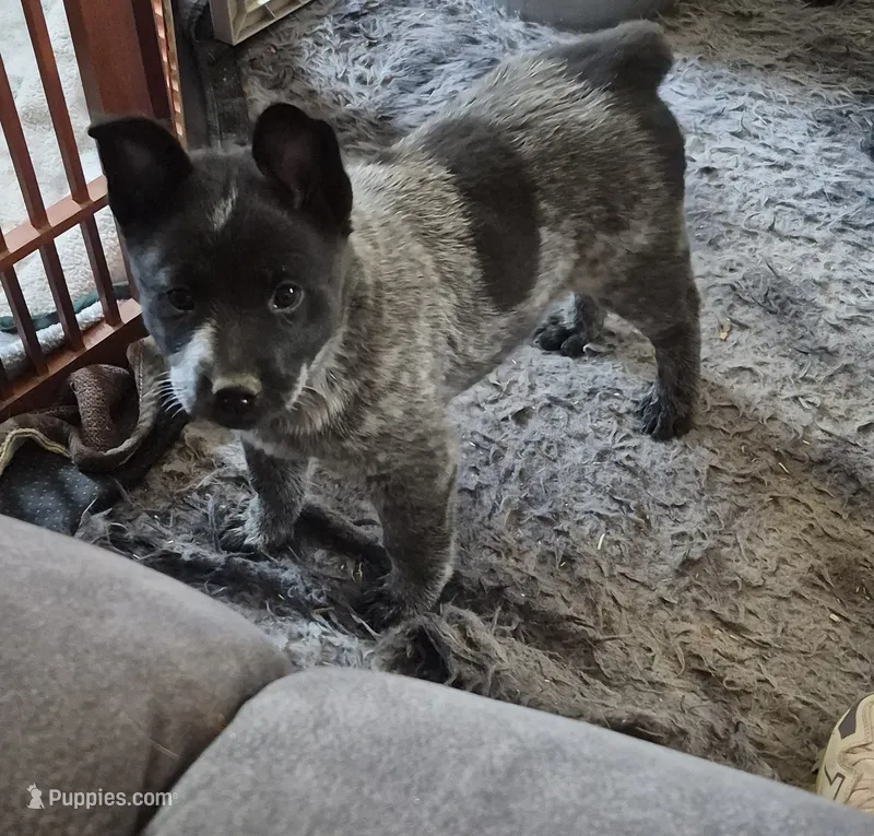 Zips – Australian Cattle Dog puppy for sale in Post Falls, ID