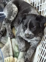 Dyna, a female Australian Cattle Dog for sale in Post Falls, ID – 3 of 3