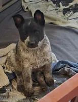 Zips, a female Australian Cattle Dog for sale in Post Falls, ID – 2 of 4