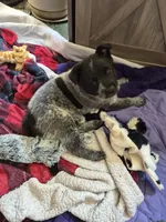 Zips, a female Australian Cattle Dog for sale in Post Falls, ID – 4 of 4