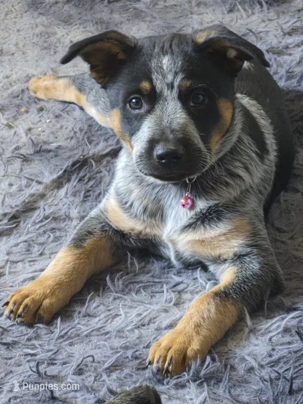 Cookie – Australian Cattle Dog puppy for sale in Post Falls, ID