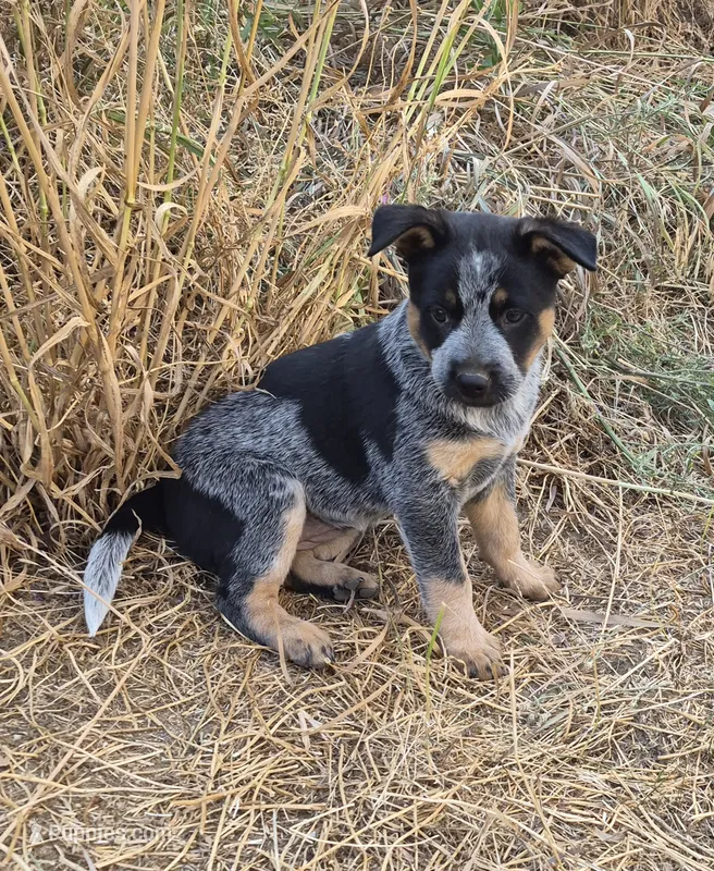 Cookie – Australian Cattle Dog puppy for sale in Post Falls, ID