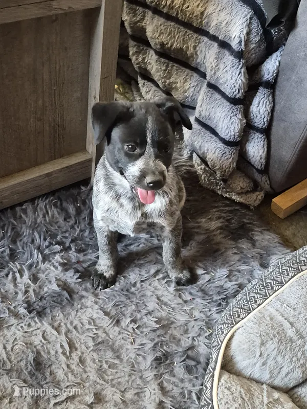 Dyna – Australian Cattle Dog puppy for sale in Post Falls, ID