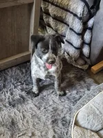 Dyna, a female Australian Cattle Dog for sale in Post Falls, ID – 1 of 3
