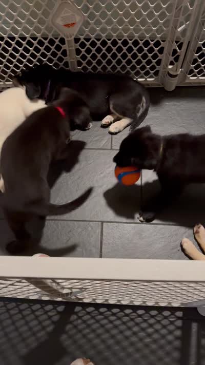 Louie, a male Siberian Husky and Labrador Retriever for sale in Frederica, DE – 2 of 3