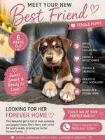 Nellie, a female Siberian Husky and Labrador Retriever for sale in Frederica, DE – 1 of 1