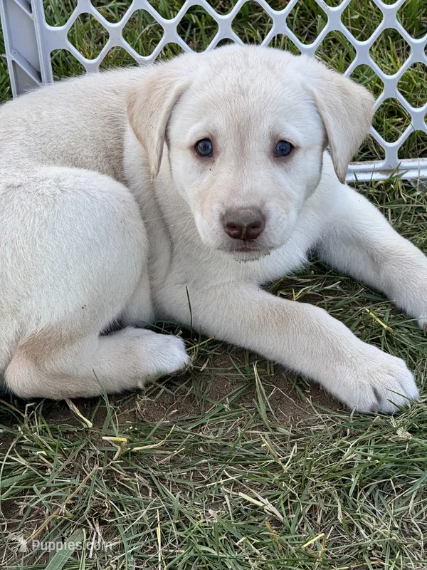 Egg – Siberian Husky, Labrador Retriever puppy for sale in Frederica, DE